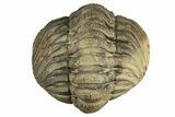 Wide, Enrolled, Morocops Spinifer Trilobite - Very Pustulous #224250-3